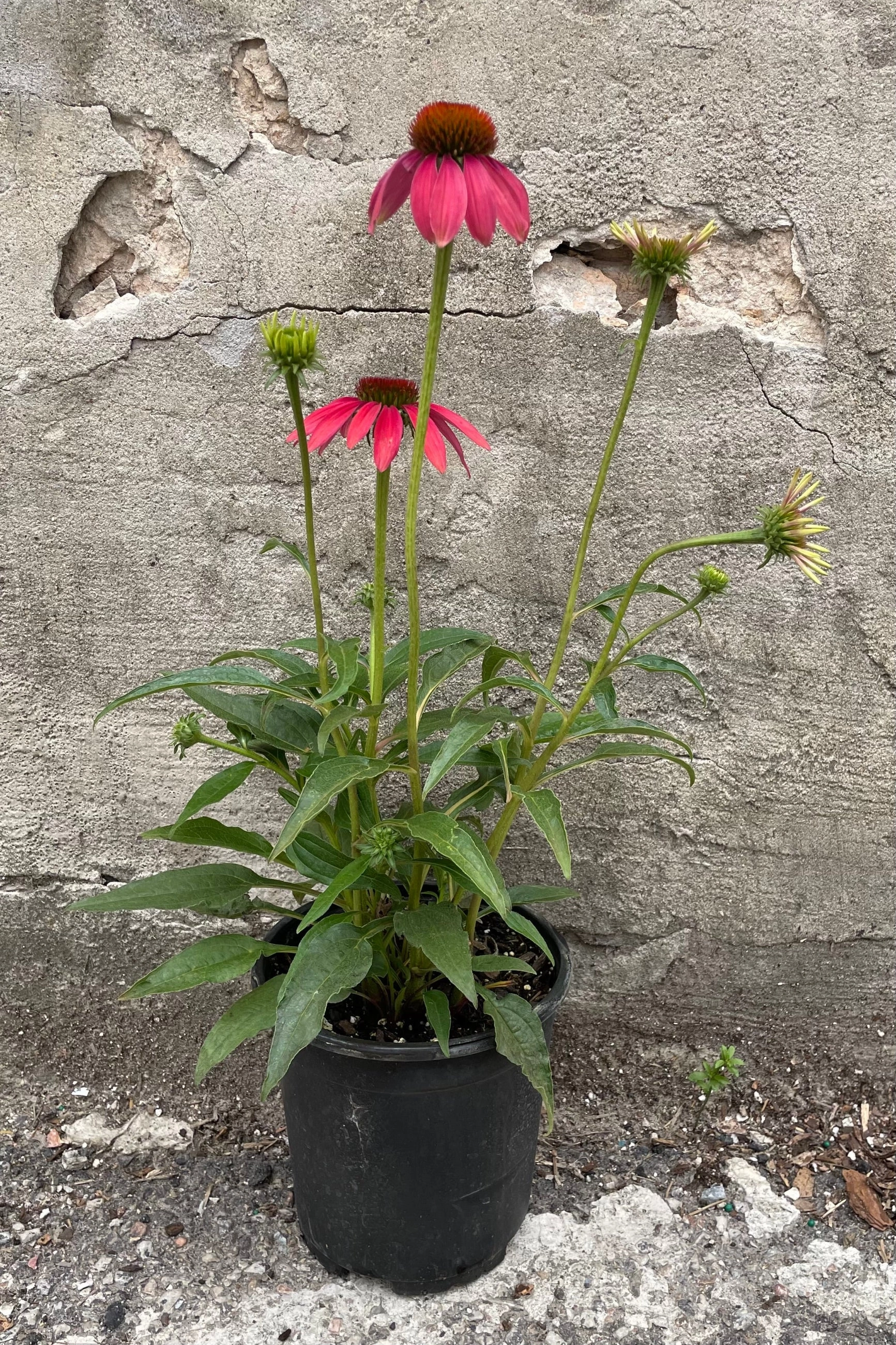 Echinacea 'Cheyenne Spirit' #1