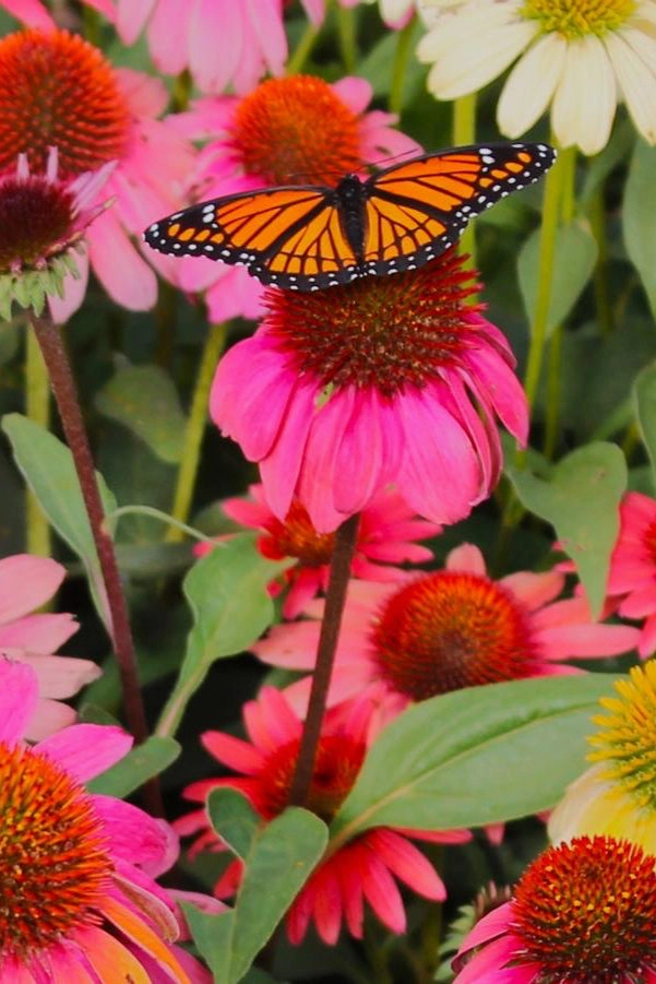 Echinacea 'Cheyenne Spirit' #1