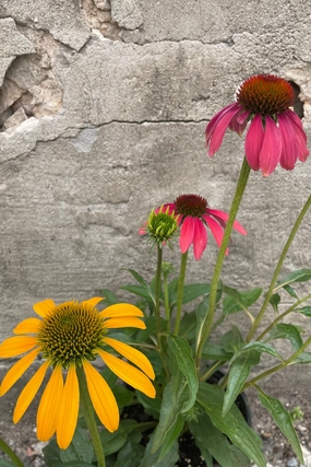 Echinacea 'Cheyenne Spirit' #1 decorative flowerpot  