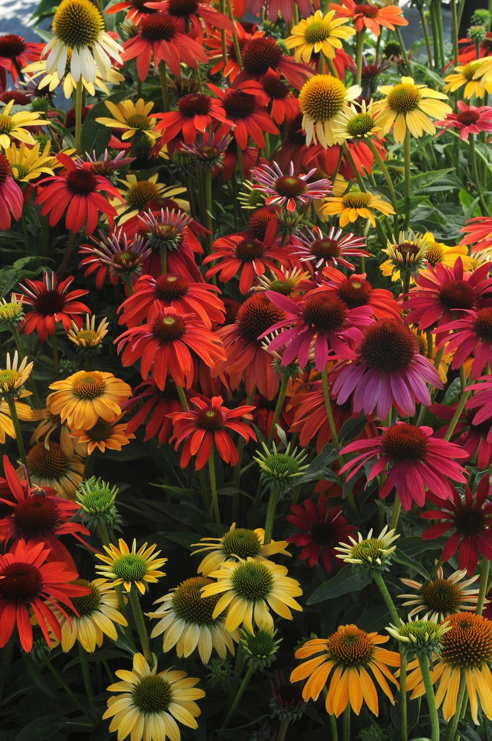 Echinacea 'Cheyenne Spirit' #1