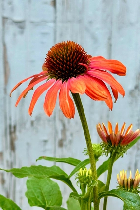 Echinacea 'Julia' #1 decorative flowerpot  