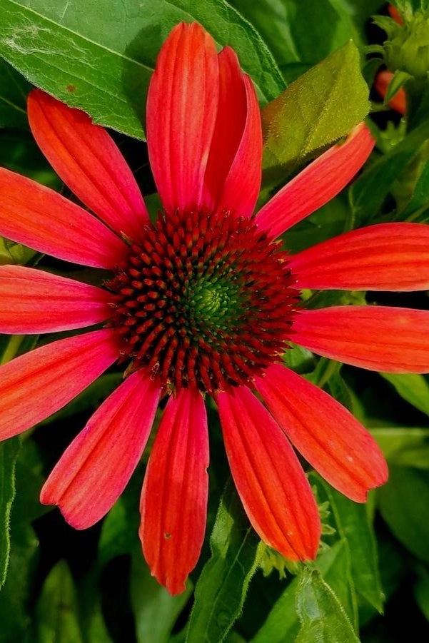 Echinacea 'Julia' #1
