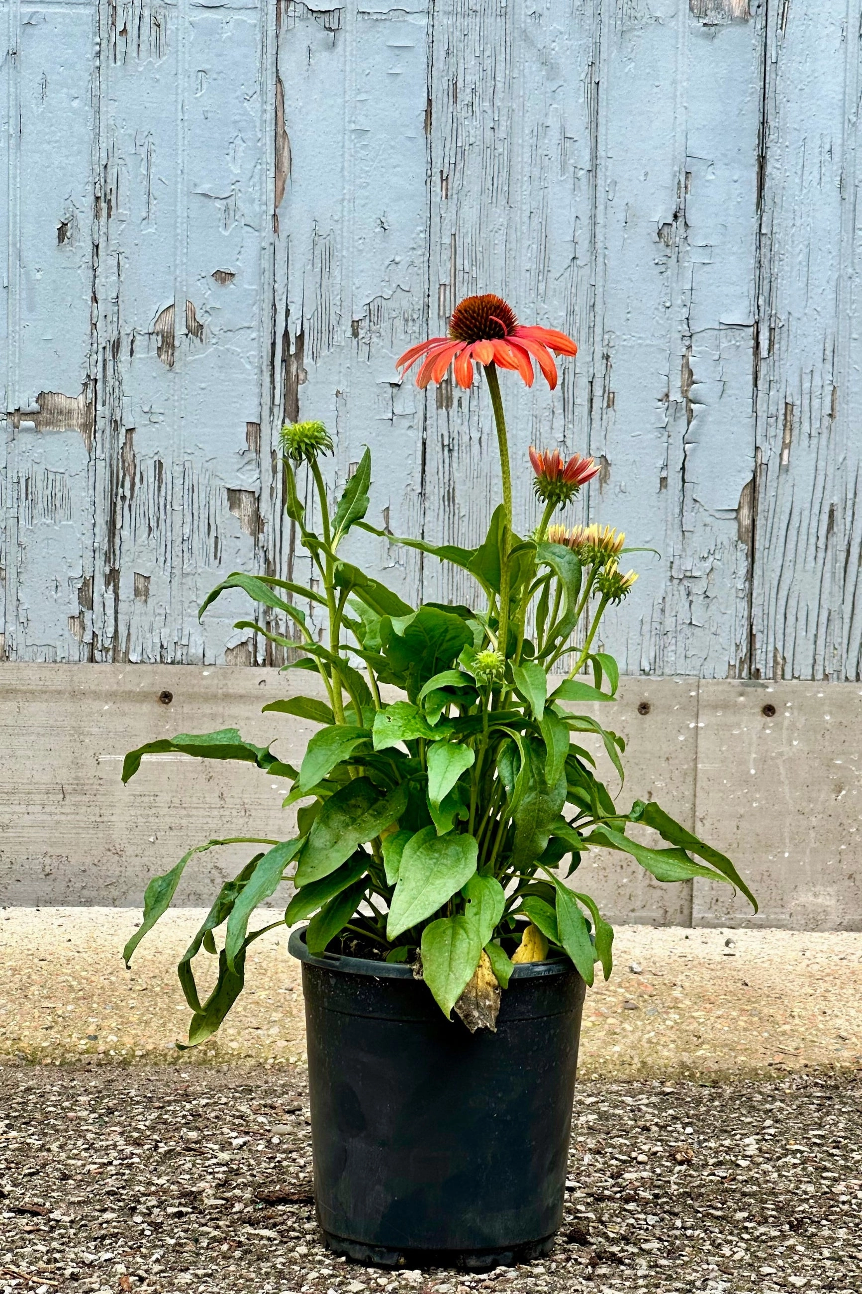 Echinacea 'Julia' #1