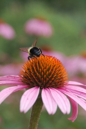 Echinacea purpurea 'Magnus' #1 decorative flowerpot  