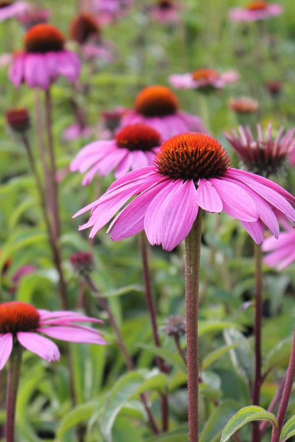 Echinacea purpurea 'Magnus' #1