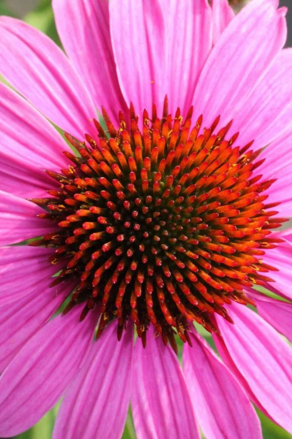 Echinacea purpurea 'Magnus' #1