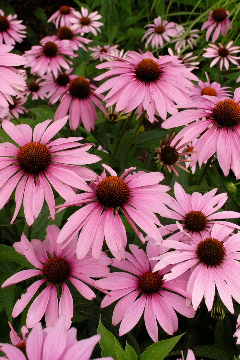 Echinacea purpurea 'Magnus' #1
