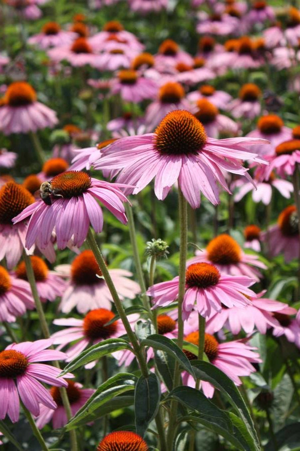 Echinacea purpurea 'Magnus' #1