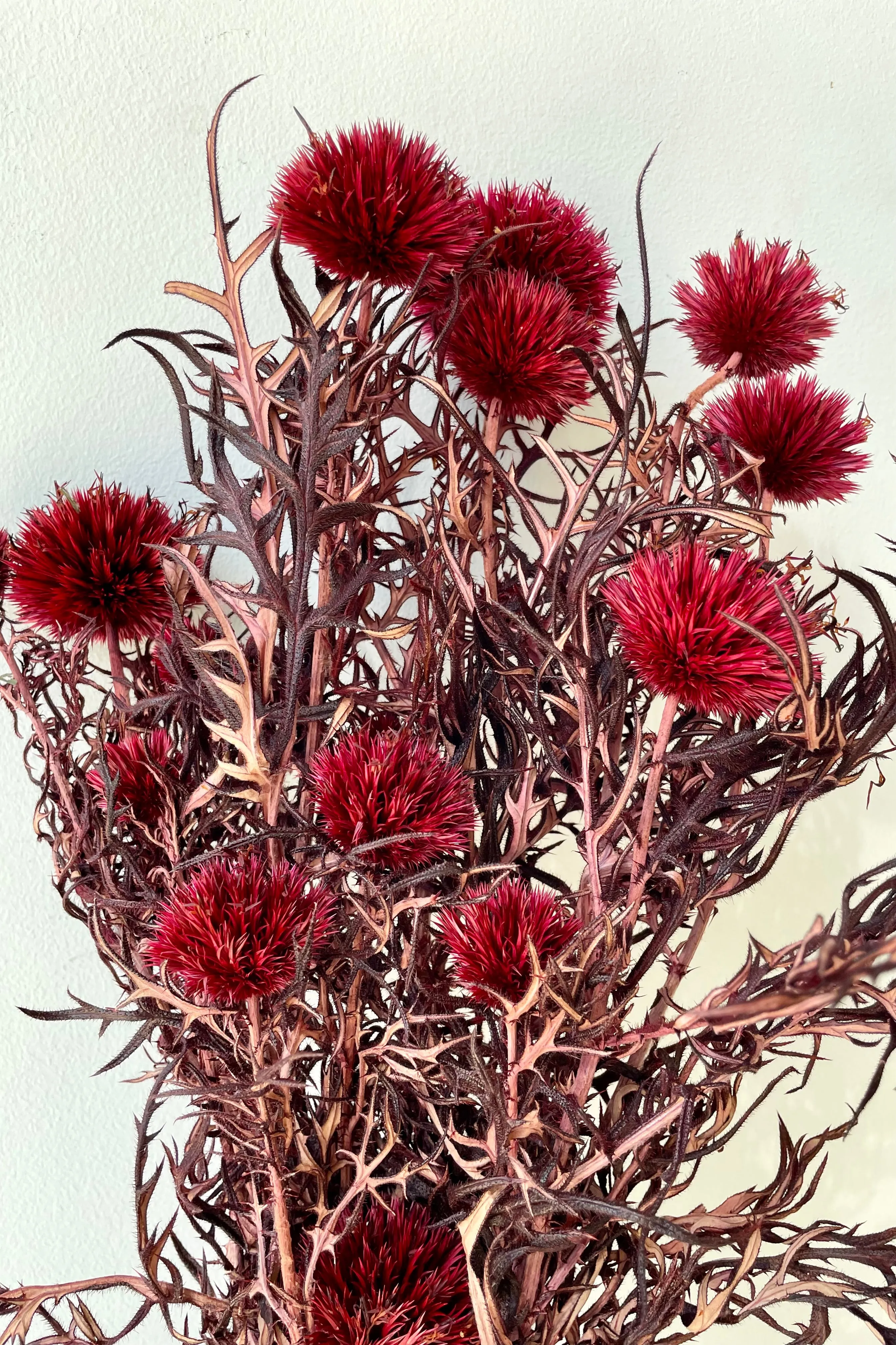 Echinops Burgundy Color Preserved Bunch