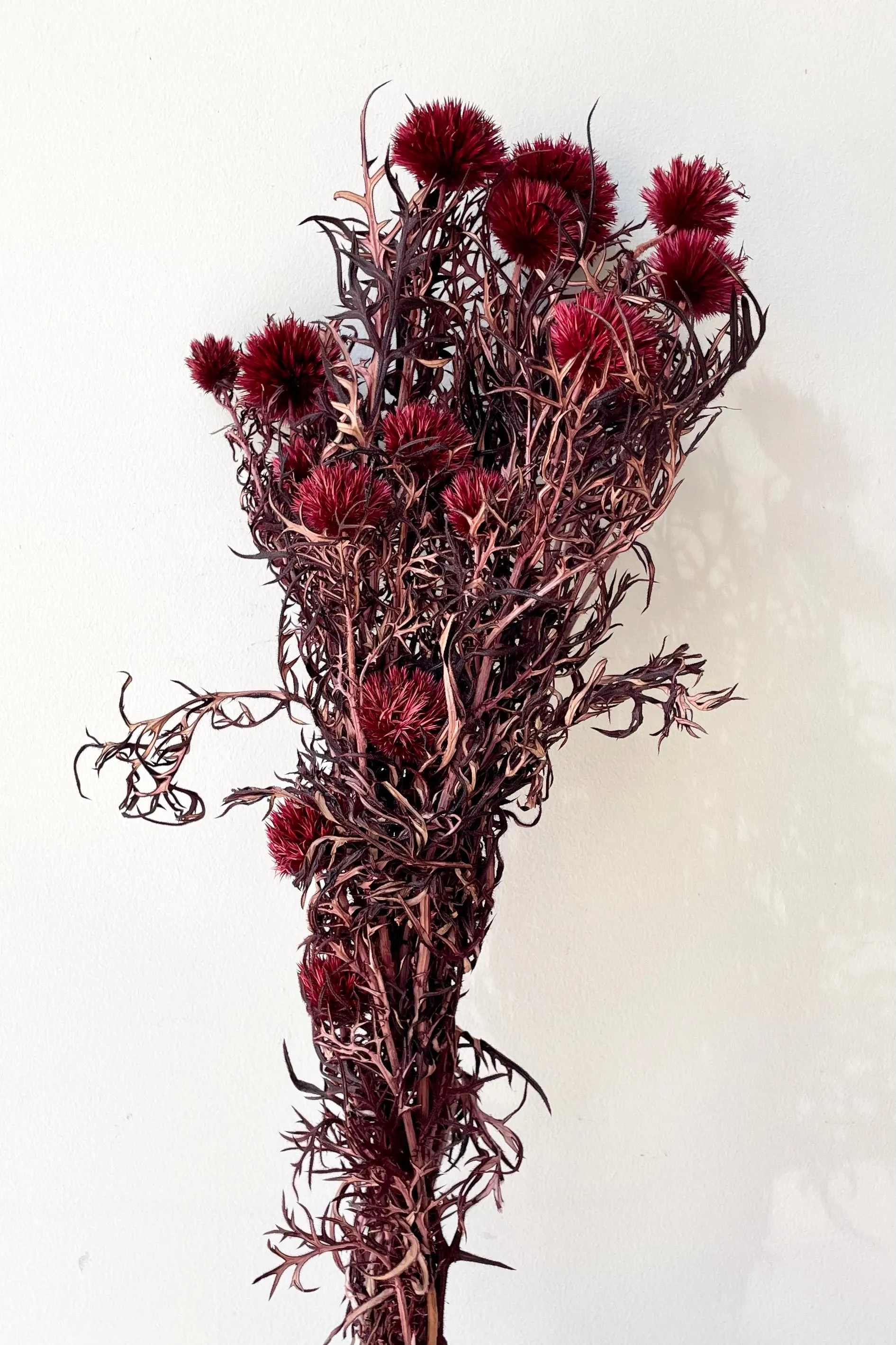Echinops Burgundy Color Preserved Bunch indoor houseplants  