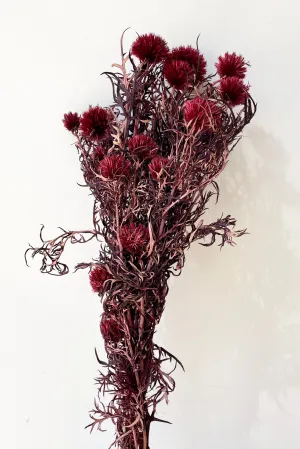 Echinops Burgundy Color Preserved Bunch indoor houseplants  