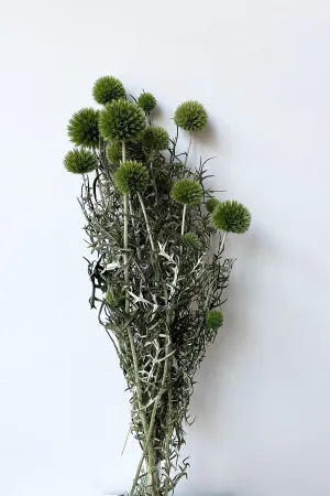 Echinops Light Green Color Preserved Bunch indoor houseplants  