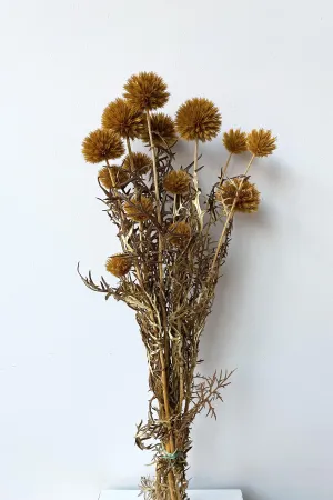 Echinops Ochre Color Preserved Bunch indoor houseplants  