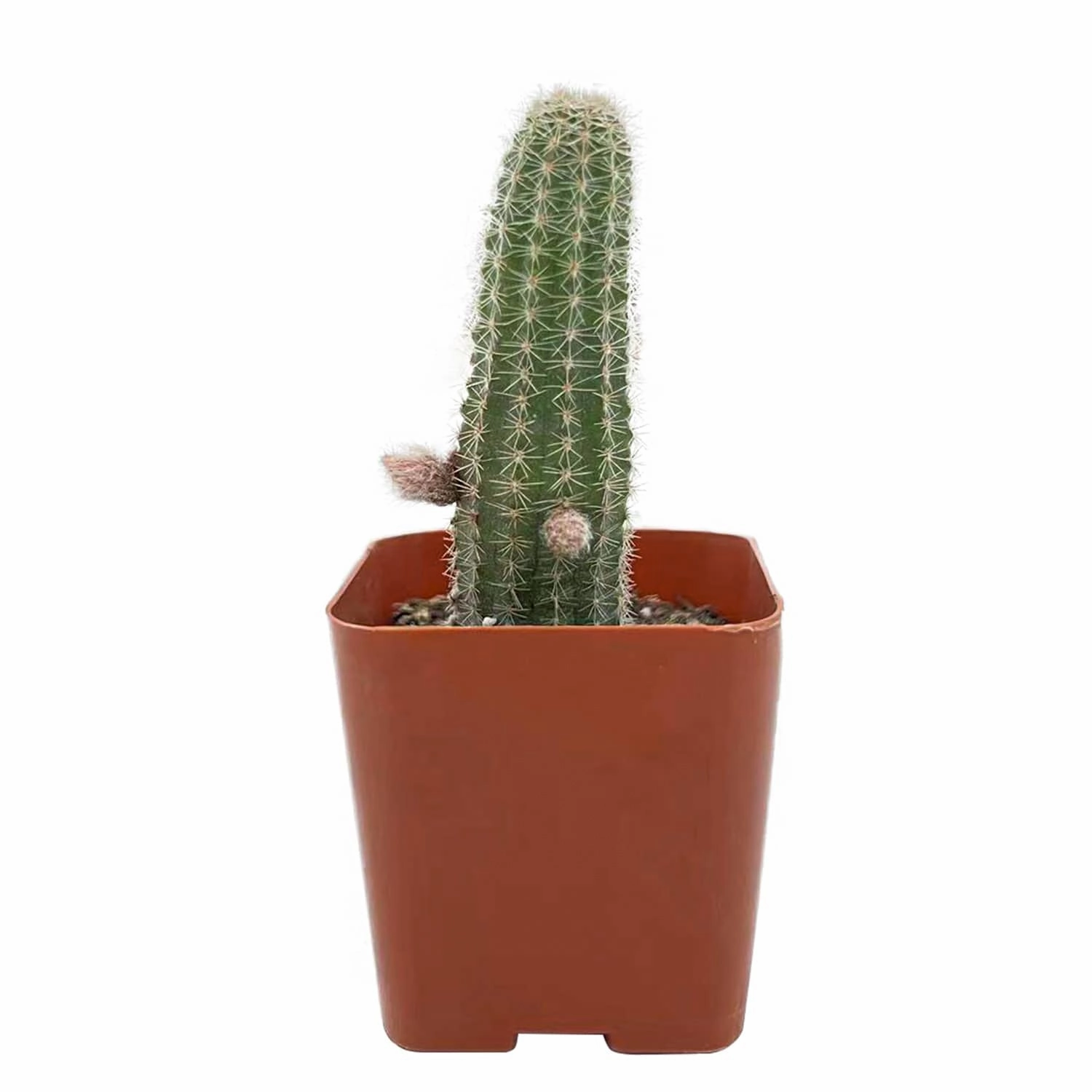 Echinopsis Chamaecereus H Friedrich & Glaetzle