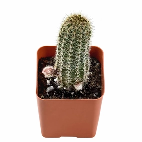 Echinopsis Chamaecereus H Friedrich & Glaetzle mini ornamental plant  