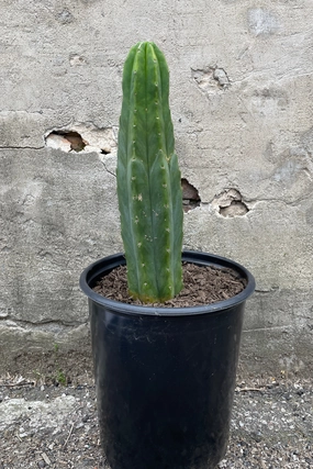 Echinopsis pachanoi "San Pedro" #5 medium flower pot  