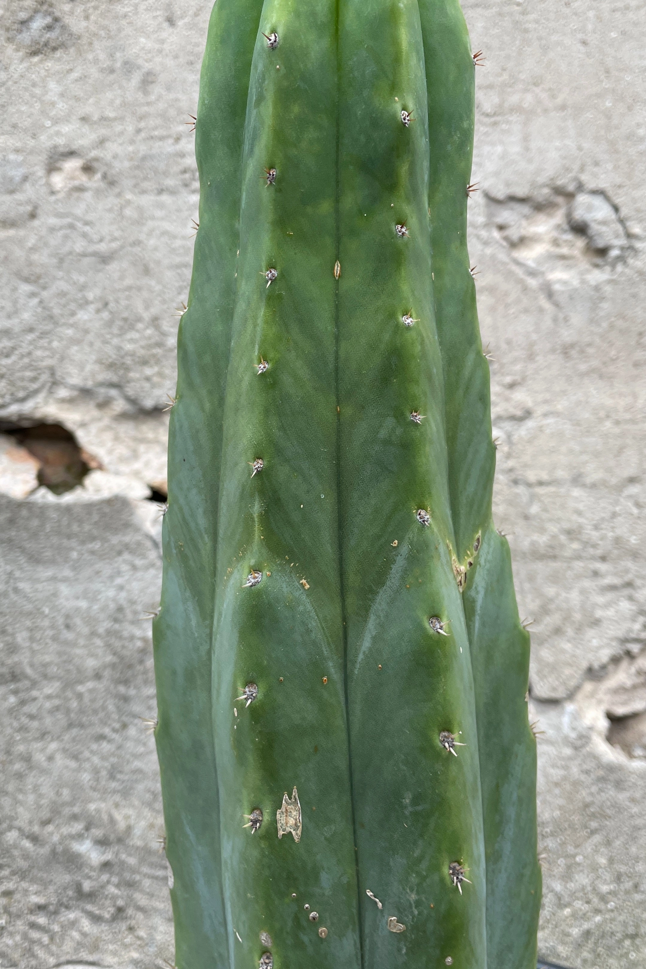 Echinopsis pachanoi "San Pedro" #5