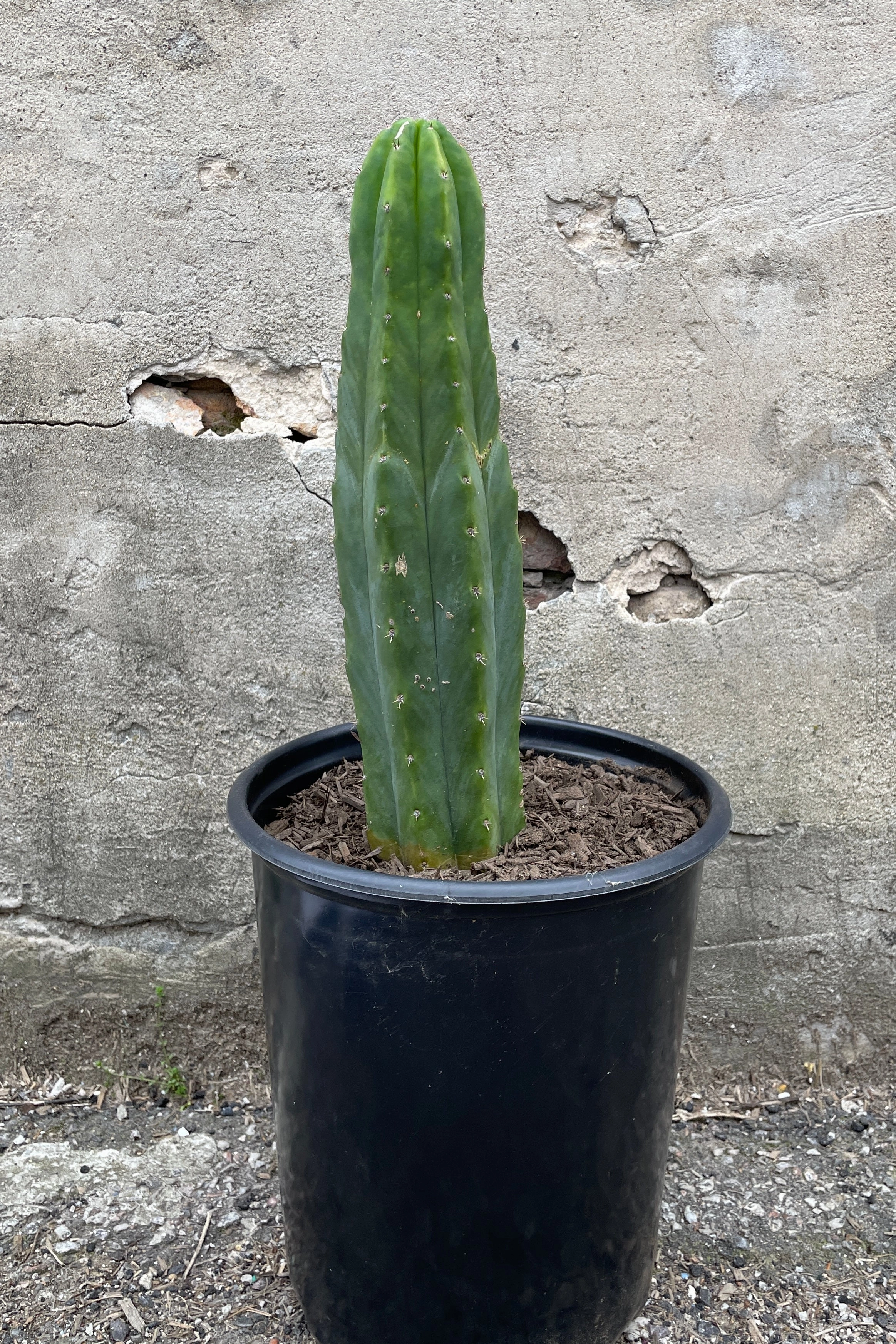Echinopsis pachanoi "San Pedro" #5 medium flower pot  