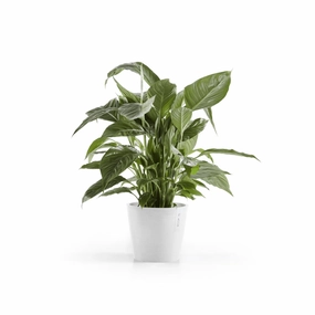 Ecopots Amsterdam 20 Pure White plant seeds  
