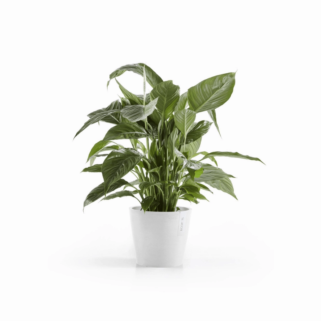 Ecopots Amsterdam 20 Pure White plant seeds  