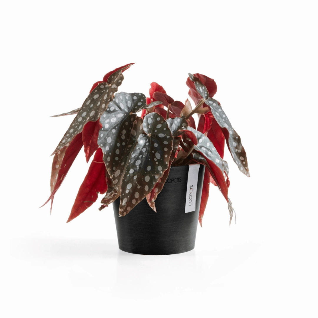 Ecopots Amsterdam Mini Pot Dark Grey