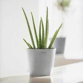 Ecopots Amsterdam Mini Pot White Grey plant seeds  