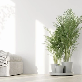 Ecopots Dubai White Grey plant seeds  