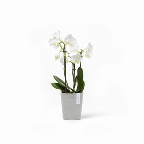 Ecopots Morinda Orchid Pot plant seeds  