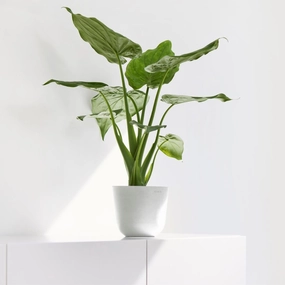 Ecopots Oslo Mini Pot Pure White plant seeds  