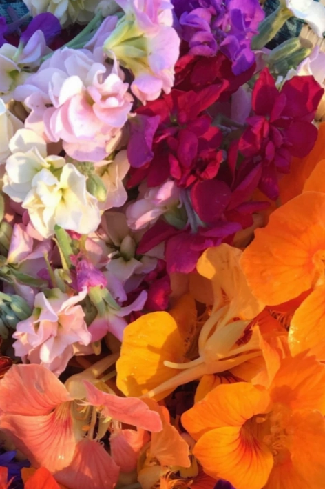 Edible Flower Mix Art Pack Seeds