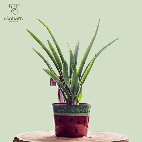 EkoPlanter - Watermelon classic flowerpot  