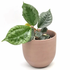 Elatostema vittatum large flower pot  
