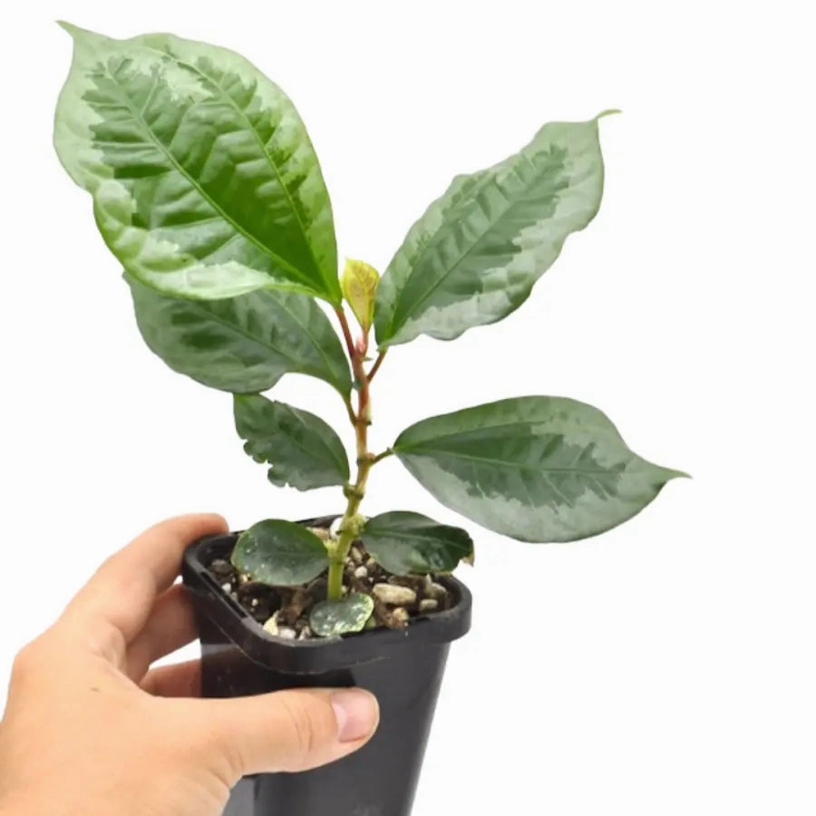 Elatostema vittatum