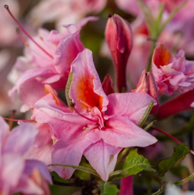 Electric Lights Double Pink Azalea | Rhododendron 'UMNAZ 493'