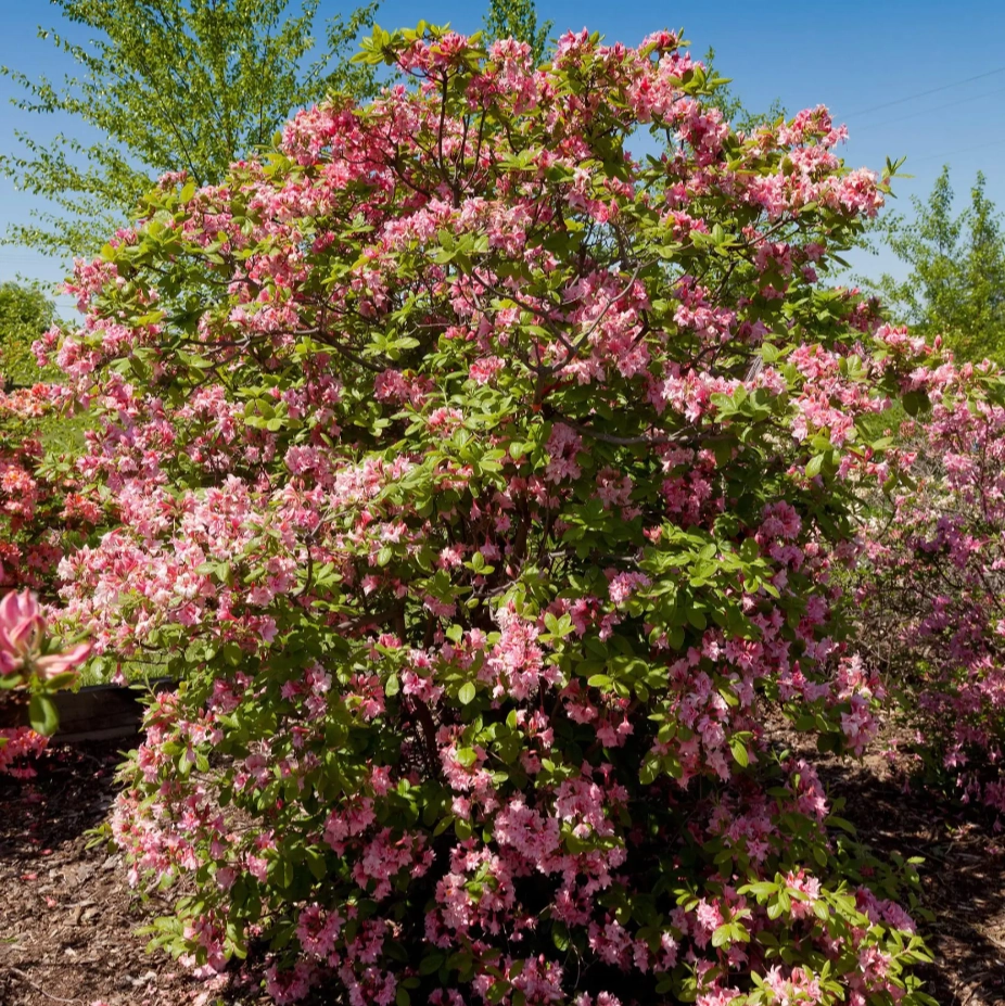 Electric Lights Double Pink Azalea | Rhododendron 'UMNAZ 493'
