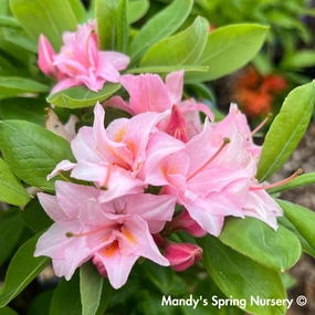 Electric Lights Double Pink Azalea | Rhododendron 'UMNAZ 493' traditional flower vase  
