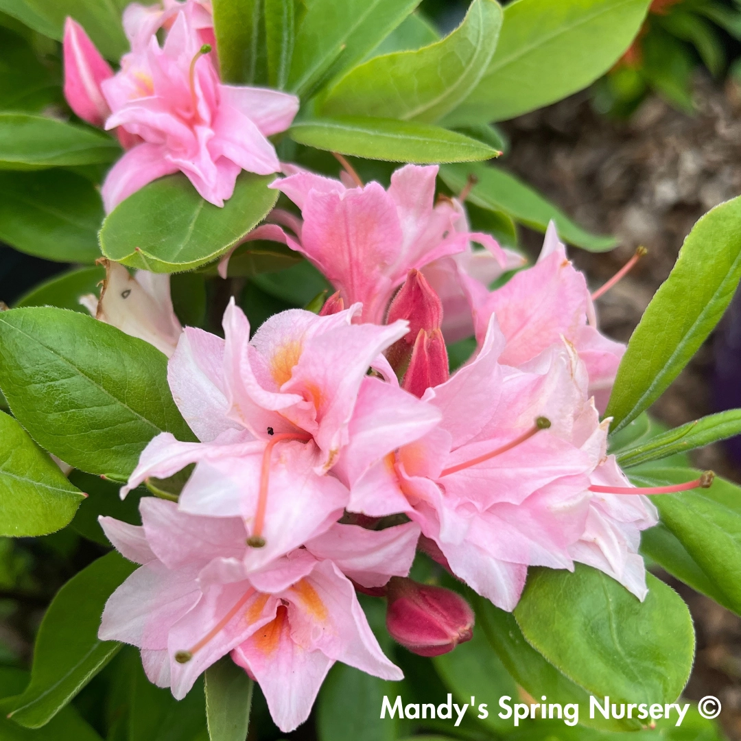 Electric Lights Double Pink Azalea | Rhododendron 'UMNAZ 493'