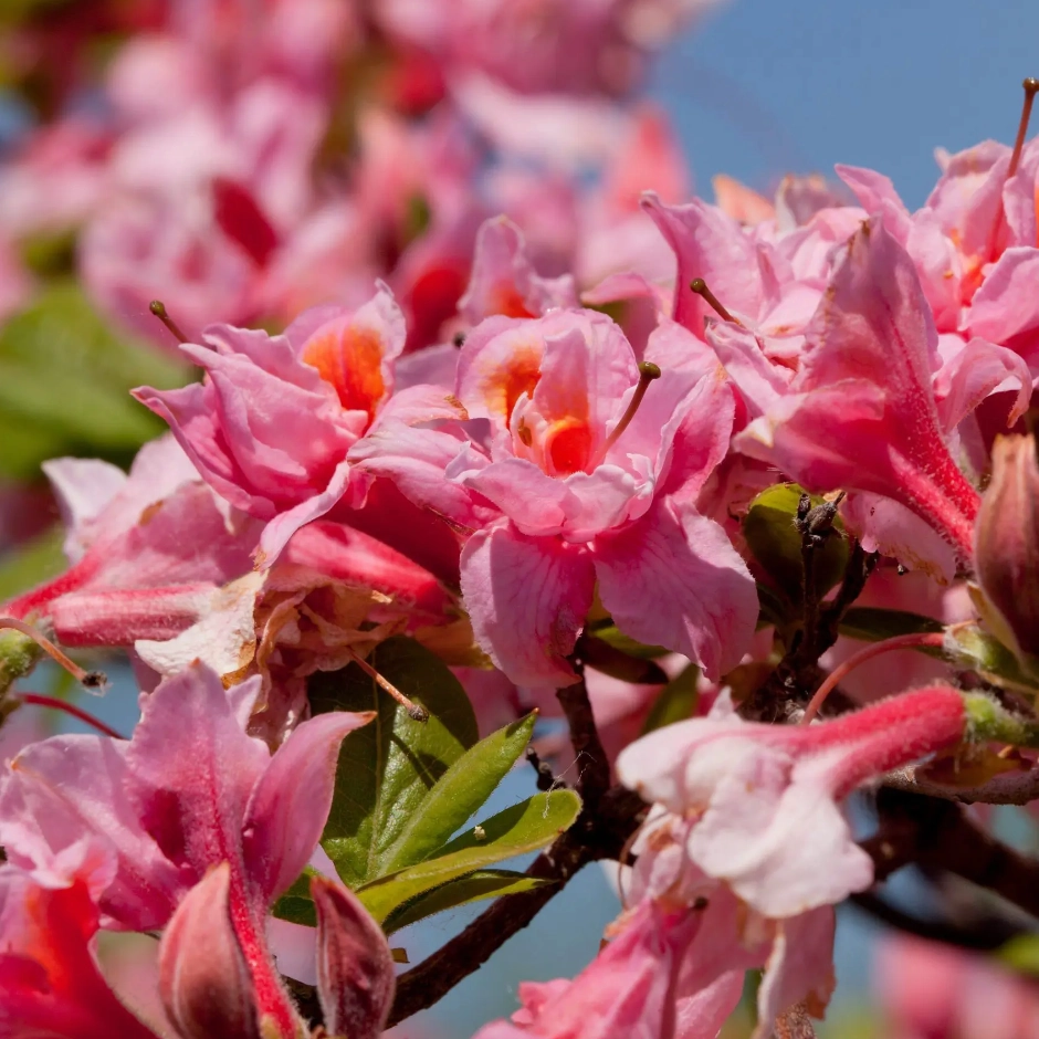 Electric Lights Double Pink Azalea | Rhododendron 'UMNAZ 493'