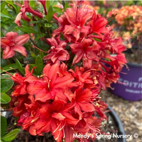 Electric Lights Red Azalea | Rhododendron 'Electric Lights Red' traditional flower vase  