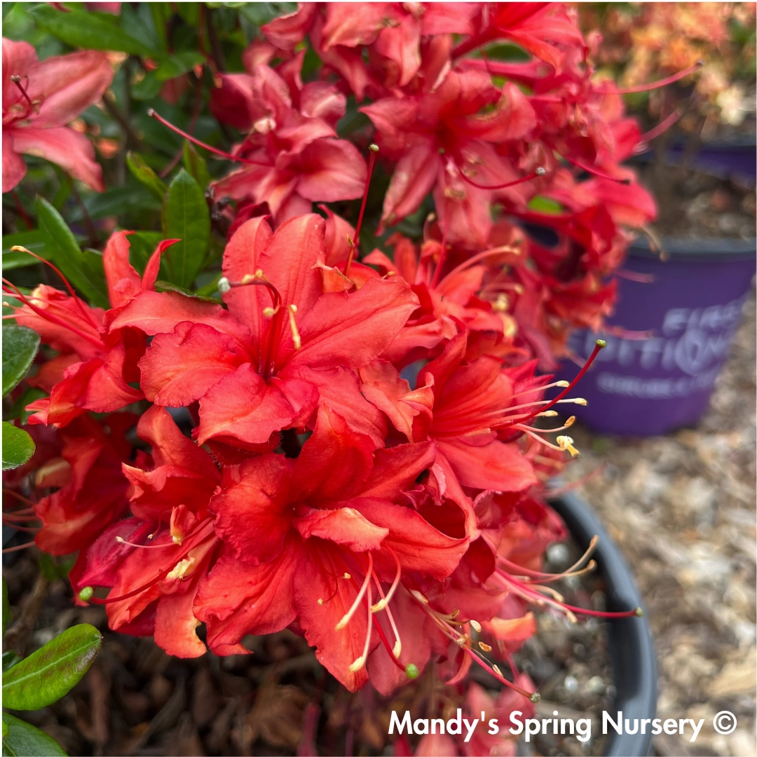 Electric Lights Red Azalea | Rhododendron 'Electric Lights Red'