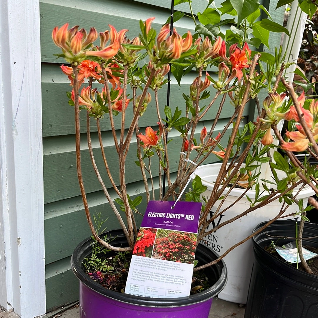 Electric Lights Red Azalea | Rhododendron 'Electric Lights Red'