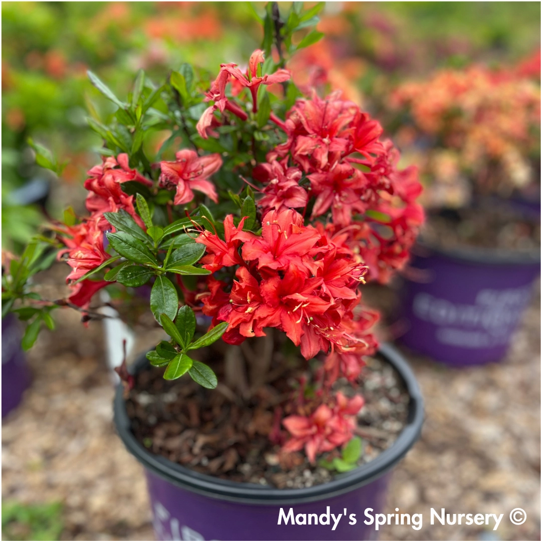 Electric Lights Red Azalea | Rhododendron 'Electric Lights Red'