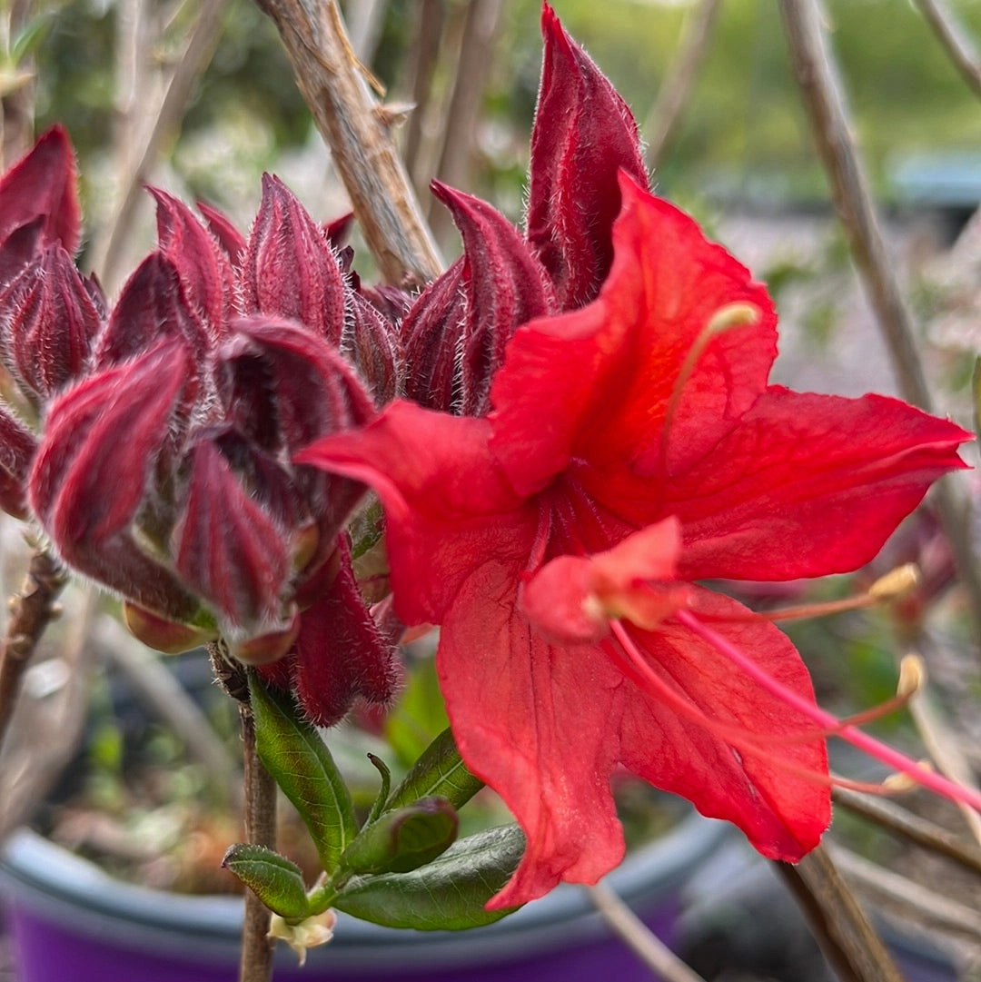 Electric Lights Red Azalea | Rhododendron 'Electric Lights Red'
