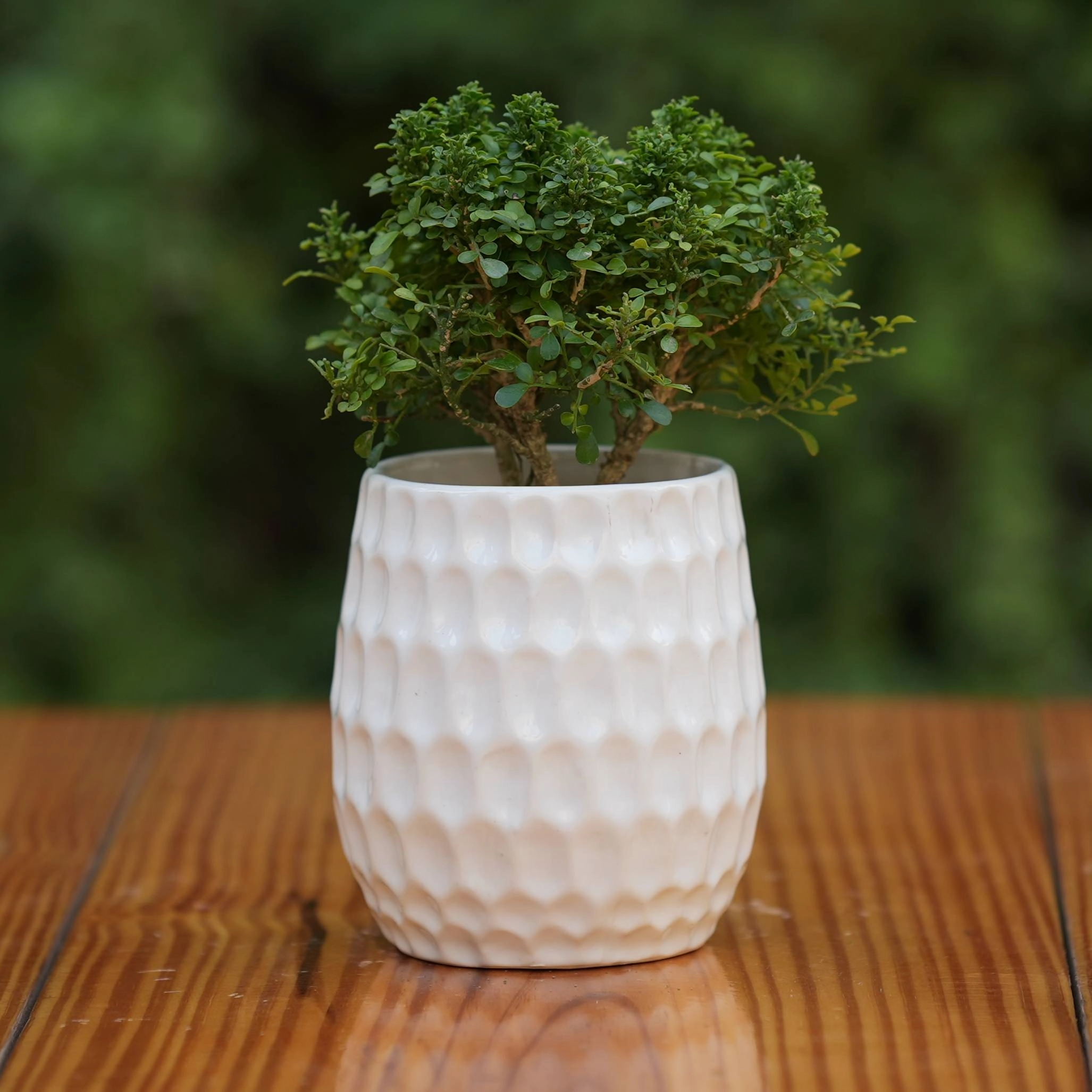 Elegant White Ceramic Planter with Honeycomb Texture shade perennial  