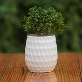 Elegant White Ceramic Planter with Honeycomb Texture shade perennial  