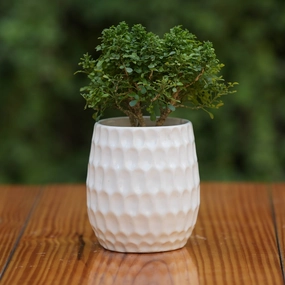 Elegant White Ceramic Planter with Honeycomb Texture cactus succulent plant  