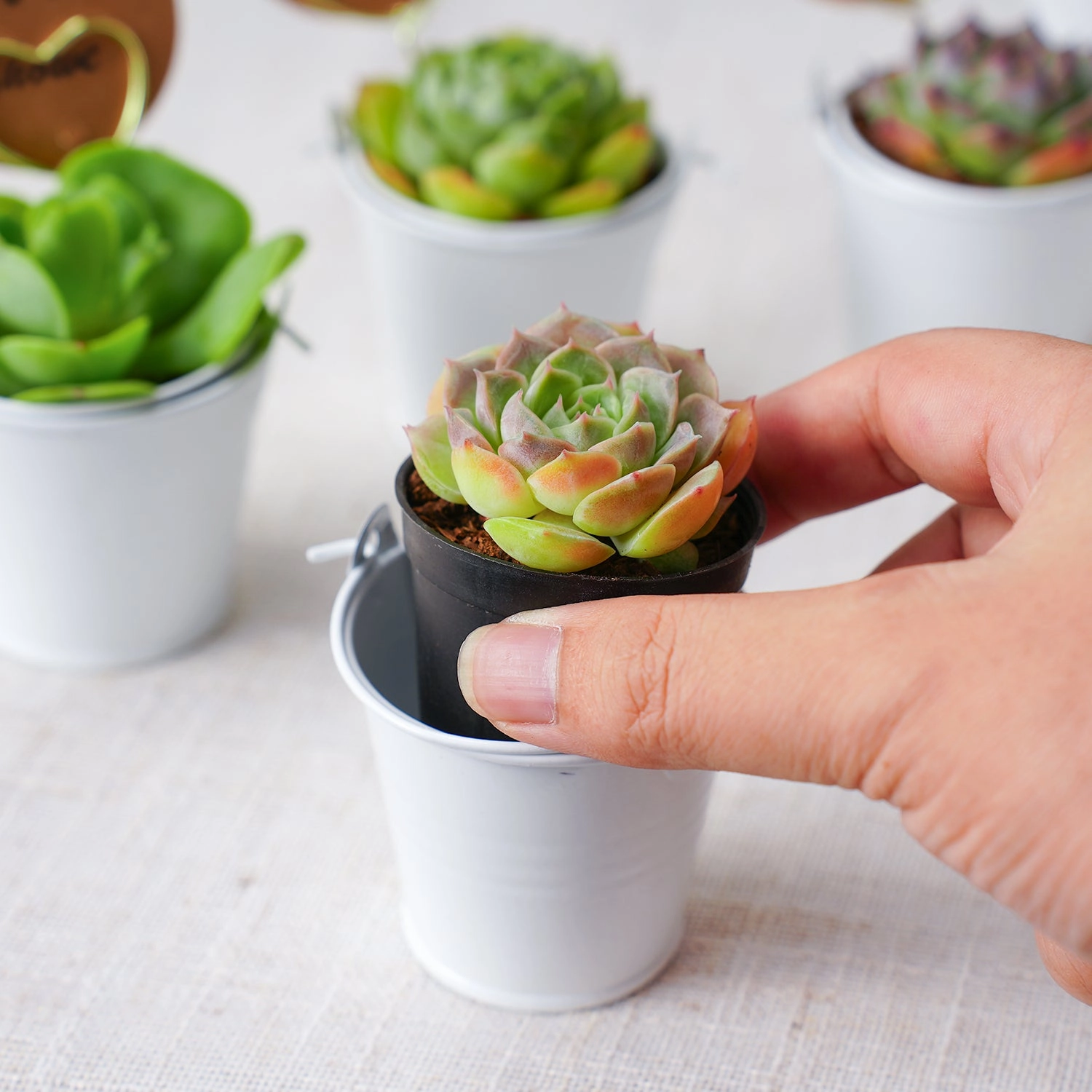Elegant White Metal Buckets Succulent Favors (Tag Custom Supported)