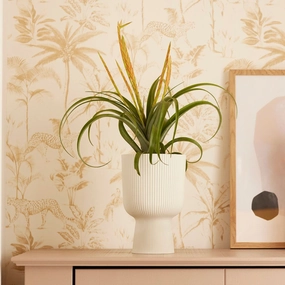 Elho Vibes Coupe plant seeds  