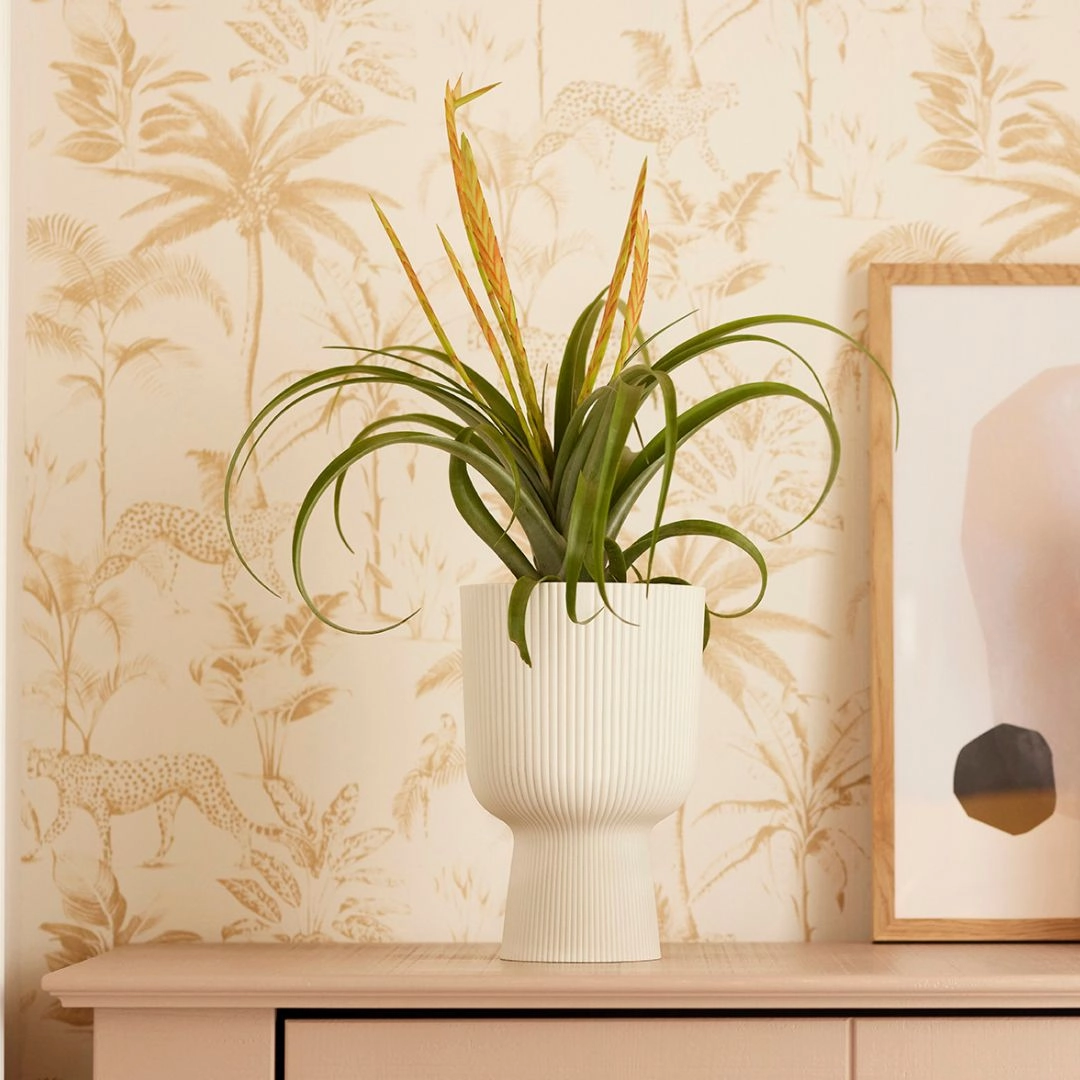 Elho Vibes Coupe plant seeds  