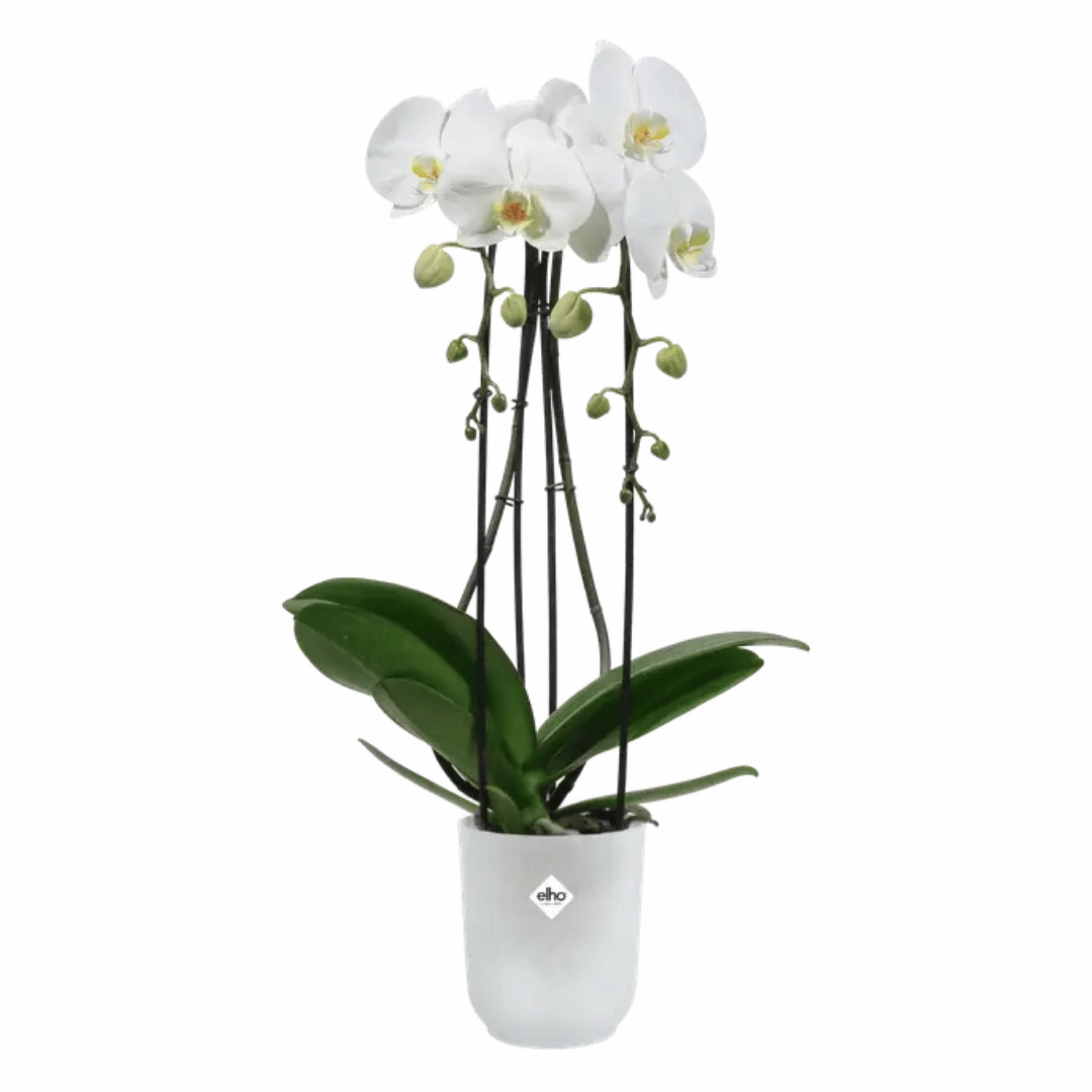Elho Vibes Fold Orchid High Transparent